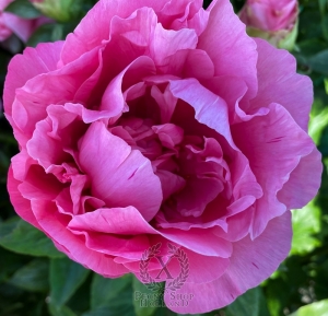 Thumbnail of Peony Cupid's Kiss®, image 5 of 7