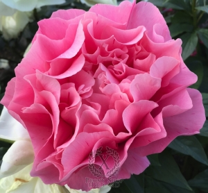 Thumbnail of Peony Cupid's Kiss®, image 6 of 7