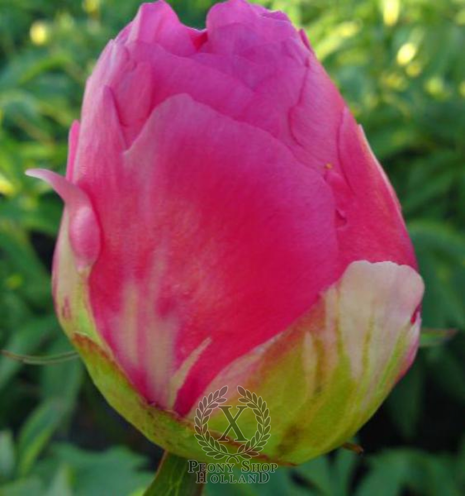 Peony Cytherea at peony nursery Peonyshop.com