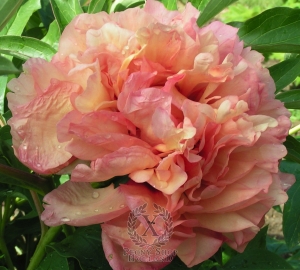 Thumbnail of Peony Danse Du Feu, image 1 of 1