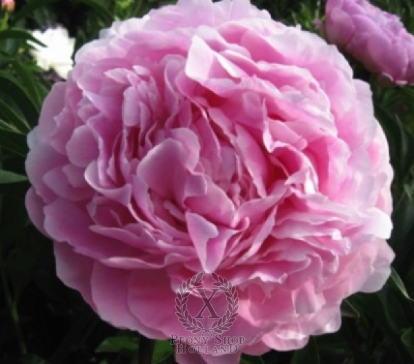 Peony Dar Nebes