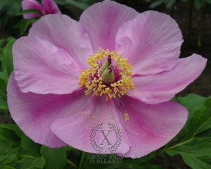 Thumbnail of Peony Daurica, image 1 of 1