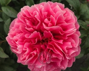 Thumbnail of Peony Dawn of Rome®, image 1 of 2