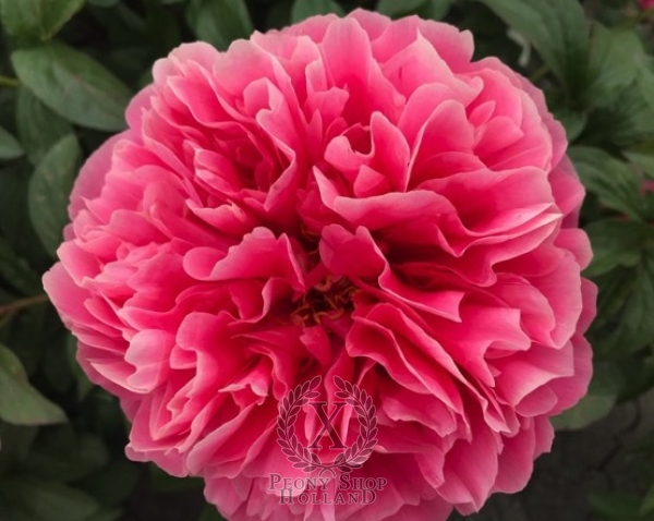 Peony Dawn of Rome®