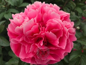 Thumbnail of Peony Dawn of Rome®, image 2 of 2