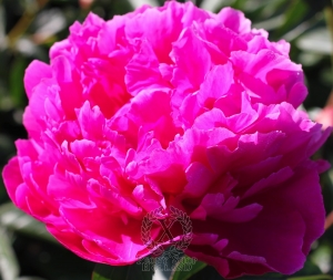 Thumbnail of Peony Dayton, image 1 of 1