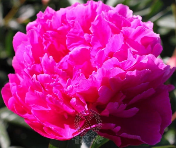 Peony Dayton, image 1 of 1