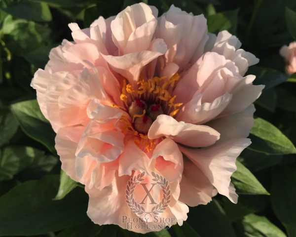 Peony Dea Dia