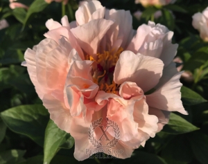 Thumbnail of Peony Dea Dia, image 2 of 3