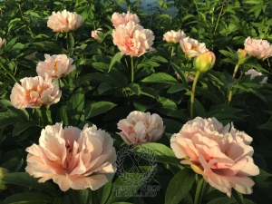 Thumbnail of Peony Dea Dia, image 3 of 3