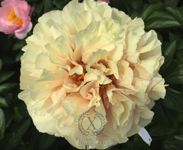 Peony Defender of Rome®