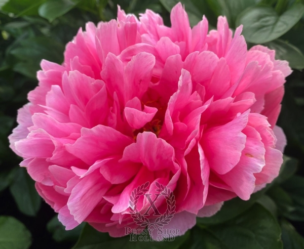 Peony Denarius®