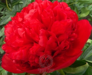 Thumbnail of Peony Diana Parks, image 1 of 2