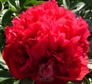 Thumbnail of Peony Diana Parks, image 2 of 2