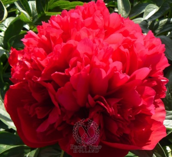 Peony Diana Parks, image 2 of 2