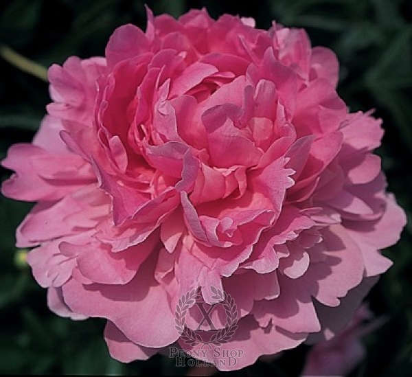 Peony Dinner Plate