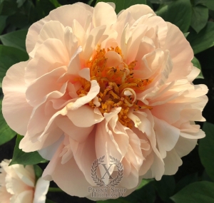 Thumbnail of Peony Diocletian, image 1 of 7