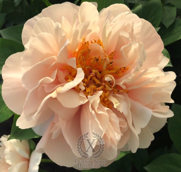 Peony Diocletian