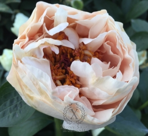 Thumbnail of Peony Diocletian, image 3 of 7