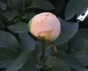 Thumbnail of Peony Diocletian, image 4 of 7