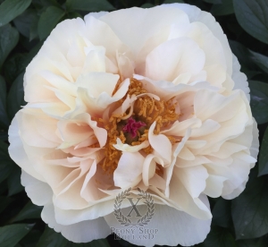 Thumbnail of Peony Diocletian, image 5 of 7