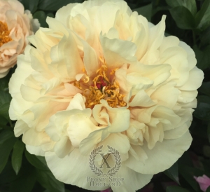 Thumbnail of Peony Diocletian, image 7 of 7