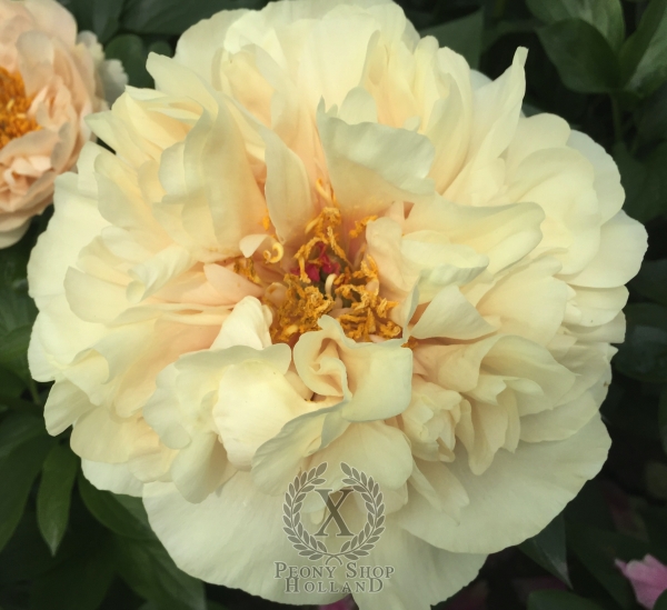 Peony Diocletian, image 7 of 7