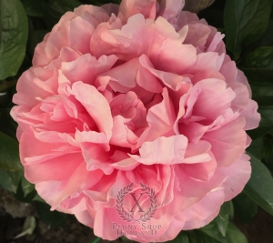 Thumbnail of Peony Divine Right, image 1 of 4
