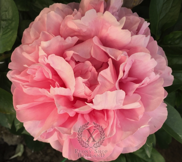 Peony Divine Right, image 1 of 4