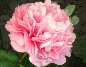 Thumbnail of Peony Divine Right, image 2 of 4