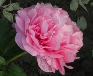 Thumbnail of Peony Divine Right, image 3 of 4