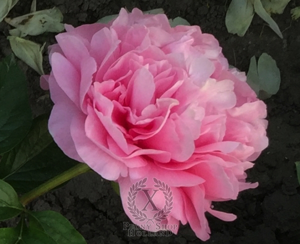 Peony Divine Right, image 3 of 4