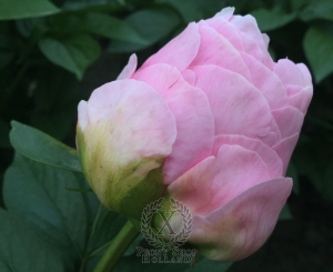 Thumbnail of Peony Divine Right, image 4 of 4