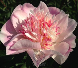 Thumbnail of Peony Do Tell, image 1 of 4