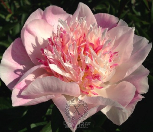 Peony Do Tell, image 1 of 4