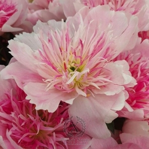 Thumbnail of Peony Do Tell, image 3 of 4