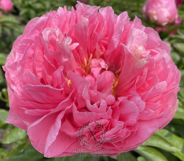 Peony Domina