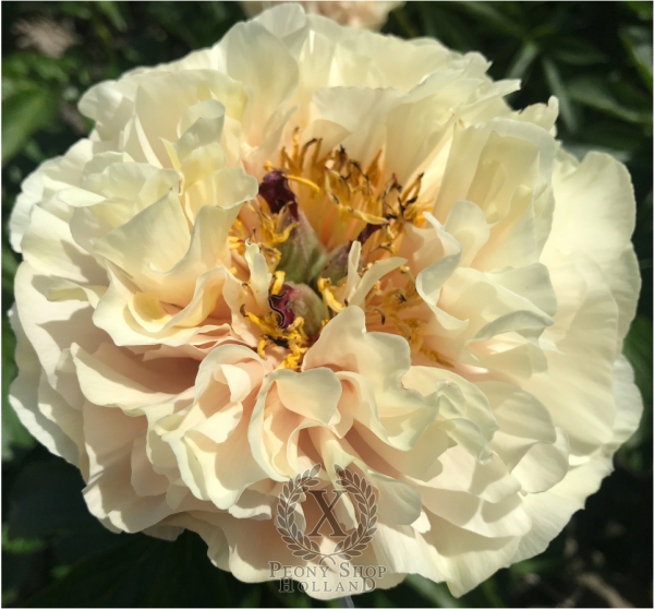 Peony Domina Julia