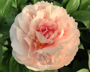 Thumbnail of Peony Domitian®, image 2 of 6