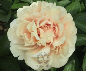 Thumbnail of Peony Domitian®, image 4 of 6