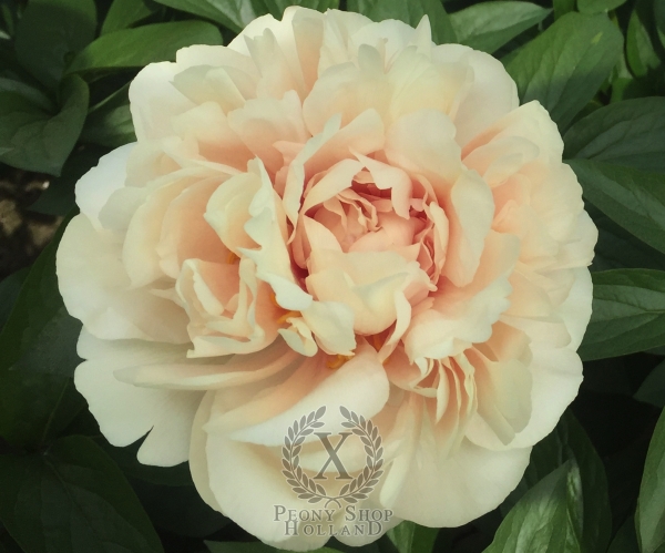 Peony Domitian®, image 4 of 6