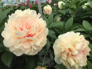 Thumbnail of Peony Domitian®, image 5 of 6