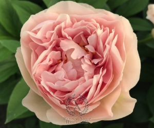 Thumbnail of Peony Domitian®, image 6 of 6