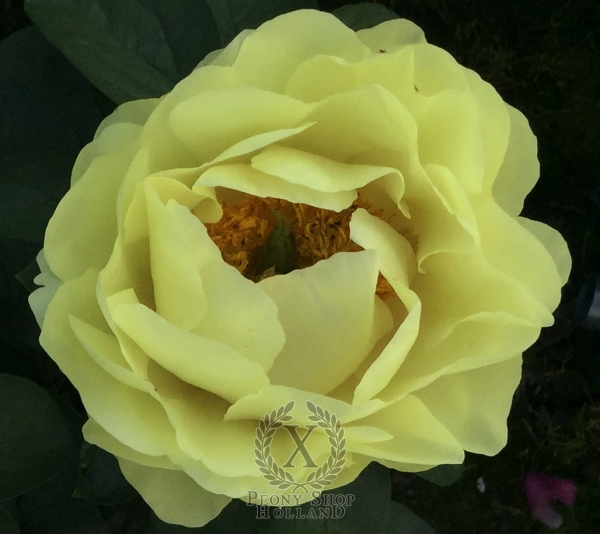 Peony Domus Aurea