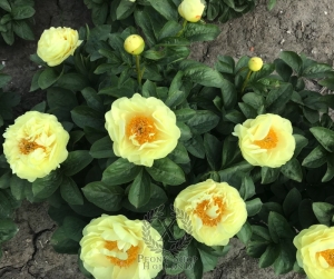 Thumbnail of Peony Domus Aurea, image 3 of 5