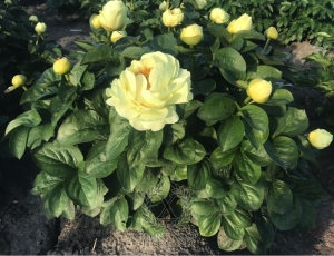 Thumbnail of Peony Domus Aurea, image 4 of 5