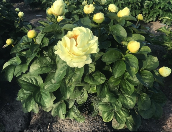 Peony Domus Aurea, image 4 of 5