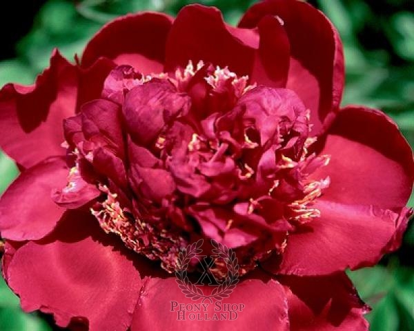 Peony Don Richardson