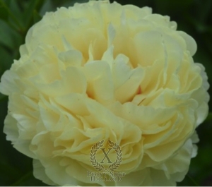 Thumbnail of Peony Double Friend, image 1 of 1