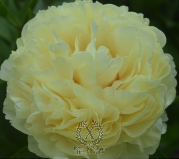 Peony Double Friend, image 1 of 1